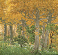 [ a grove of trees ]